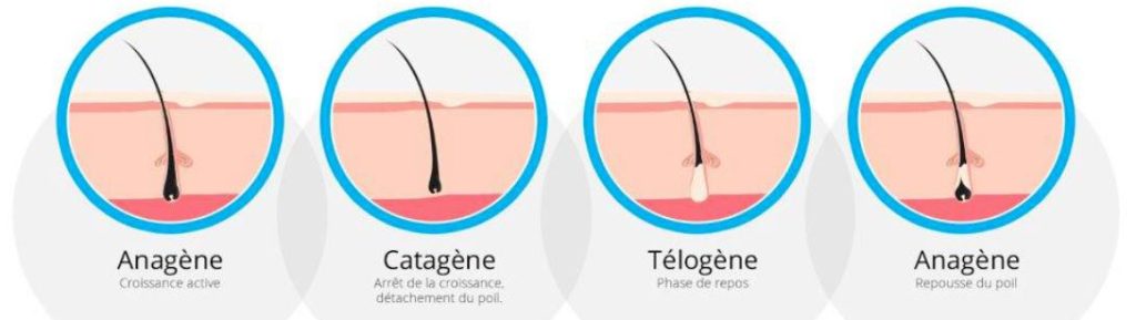 a comparison of hair growth and hair loss
